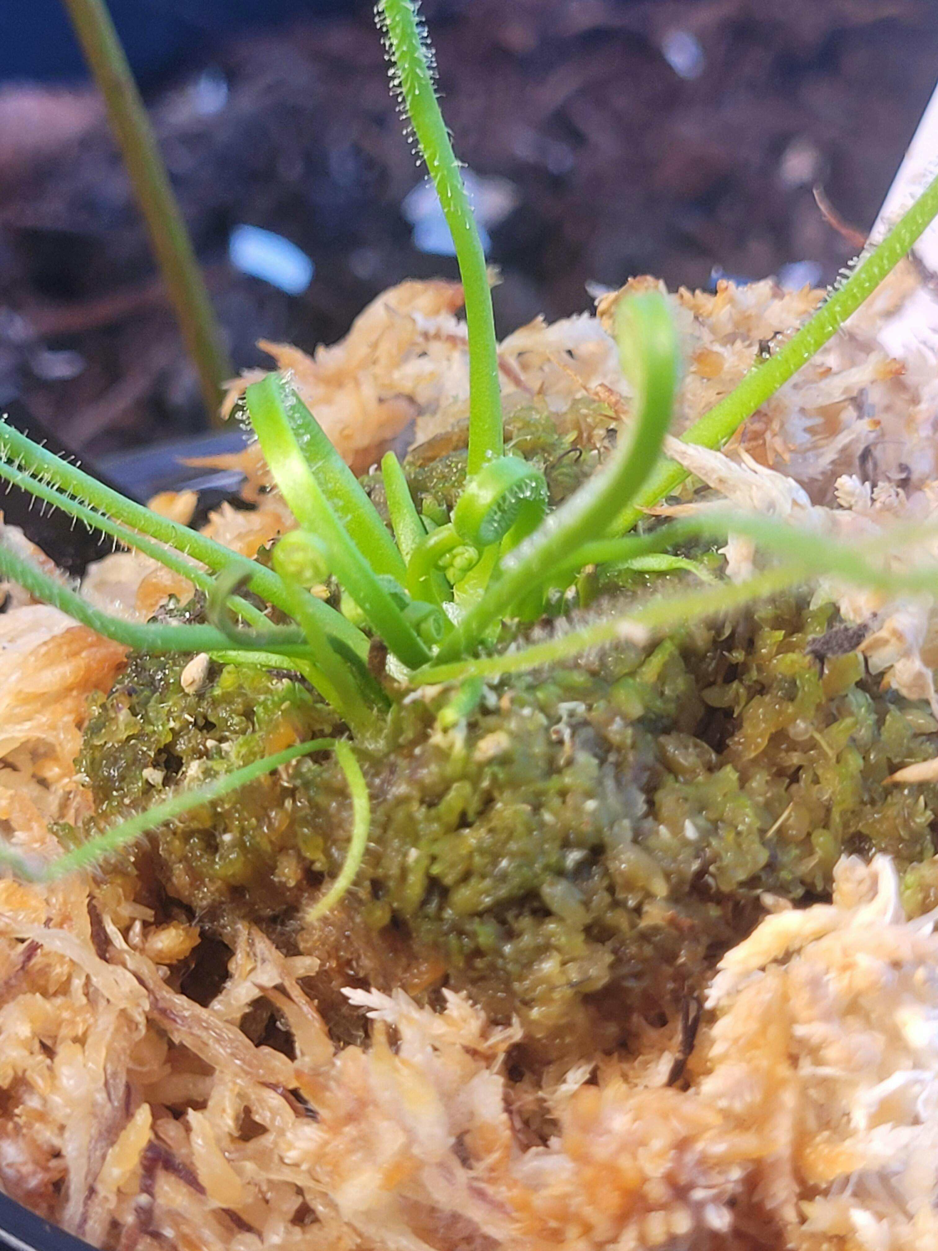 Drosera x 'California Sunset'
