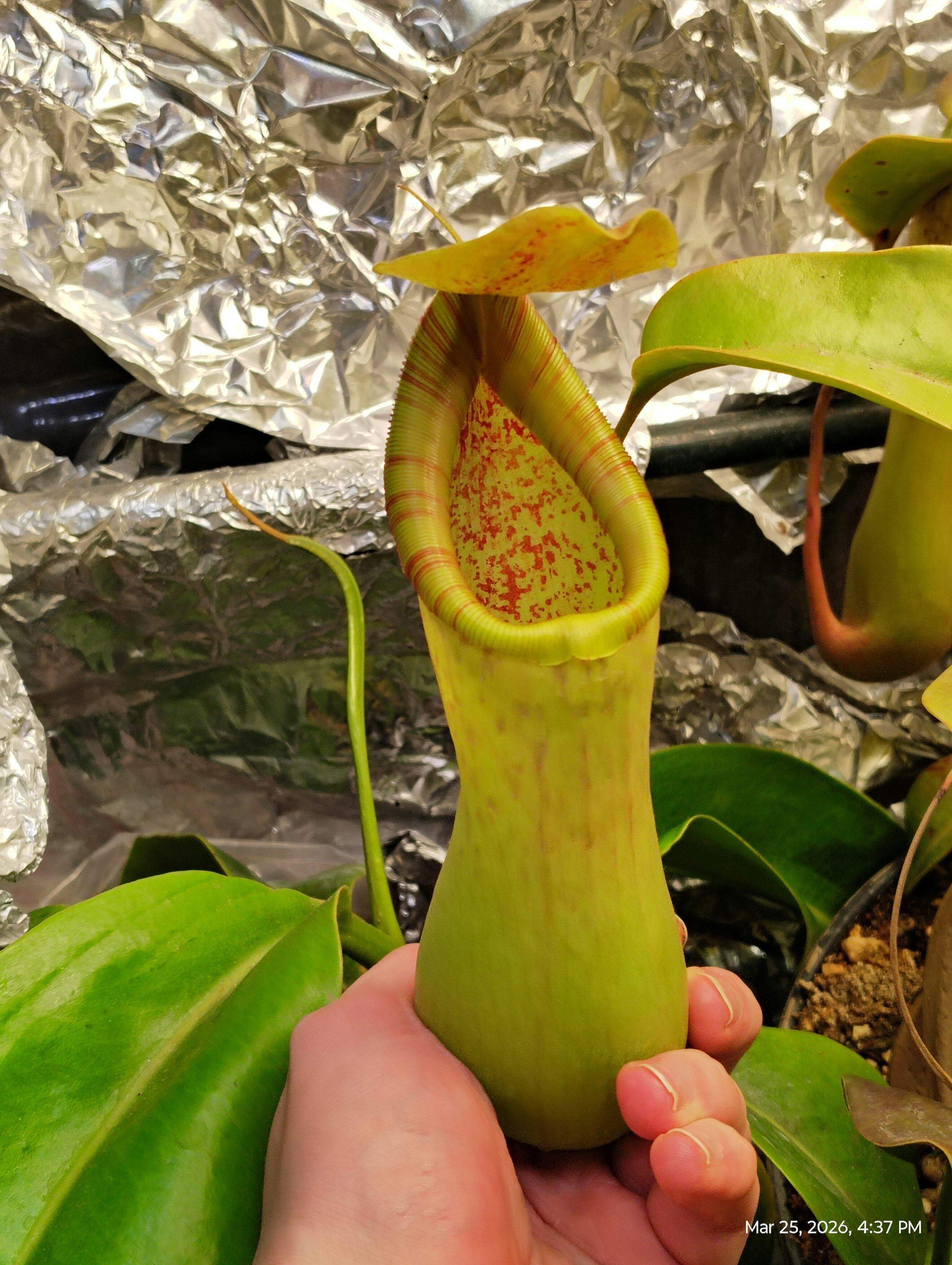 Nepenthes truncata x ventricosa for Sale | Small Pitcher Plant Online