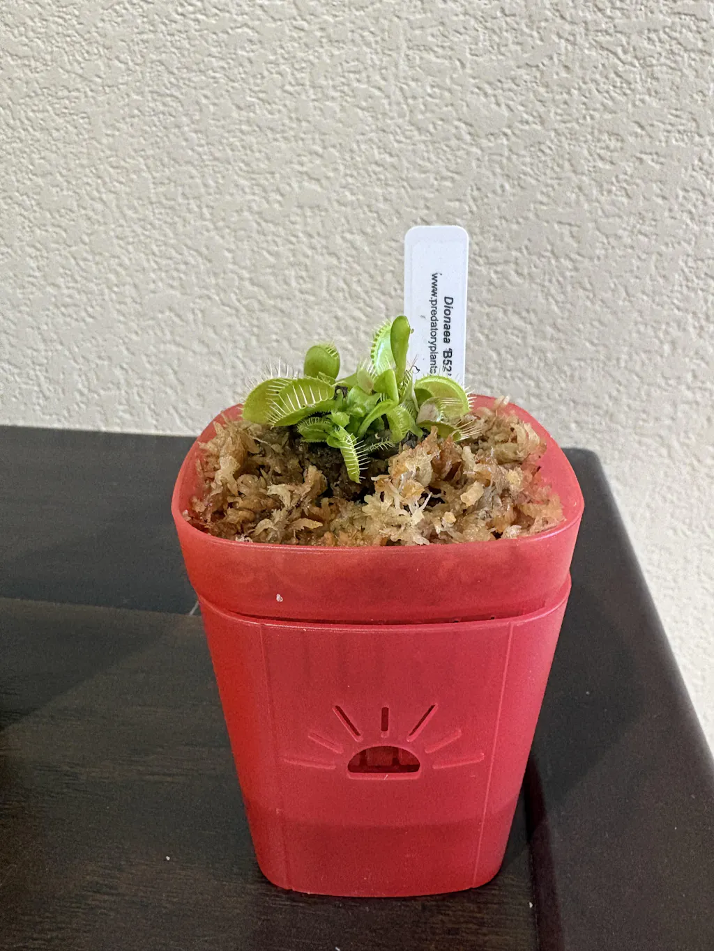 B52 Venus Fly Trap For Sale | Buy Venus Flytrap For Sale | Dionaea