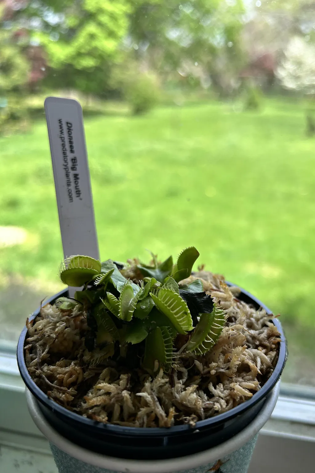 Venus Fly Trap 'Big Mouth' | Buy Venus Flytrap For Sale | Dionaea