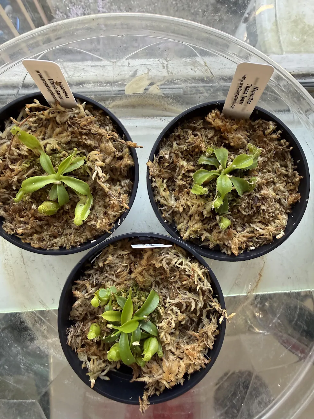 スプレンゲリアナselected seedling T's tropicals チランジア・スプレンゲリアナ・レッドリーフ Tillandsia sprengeliana