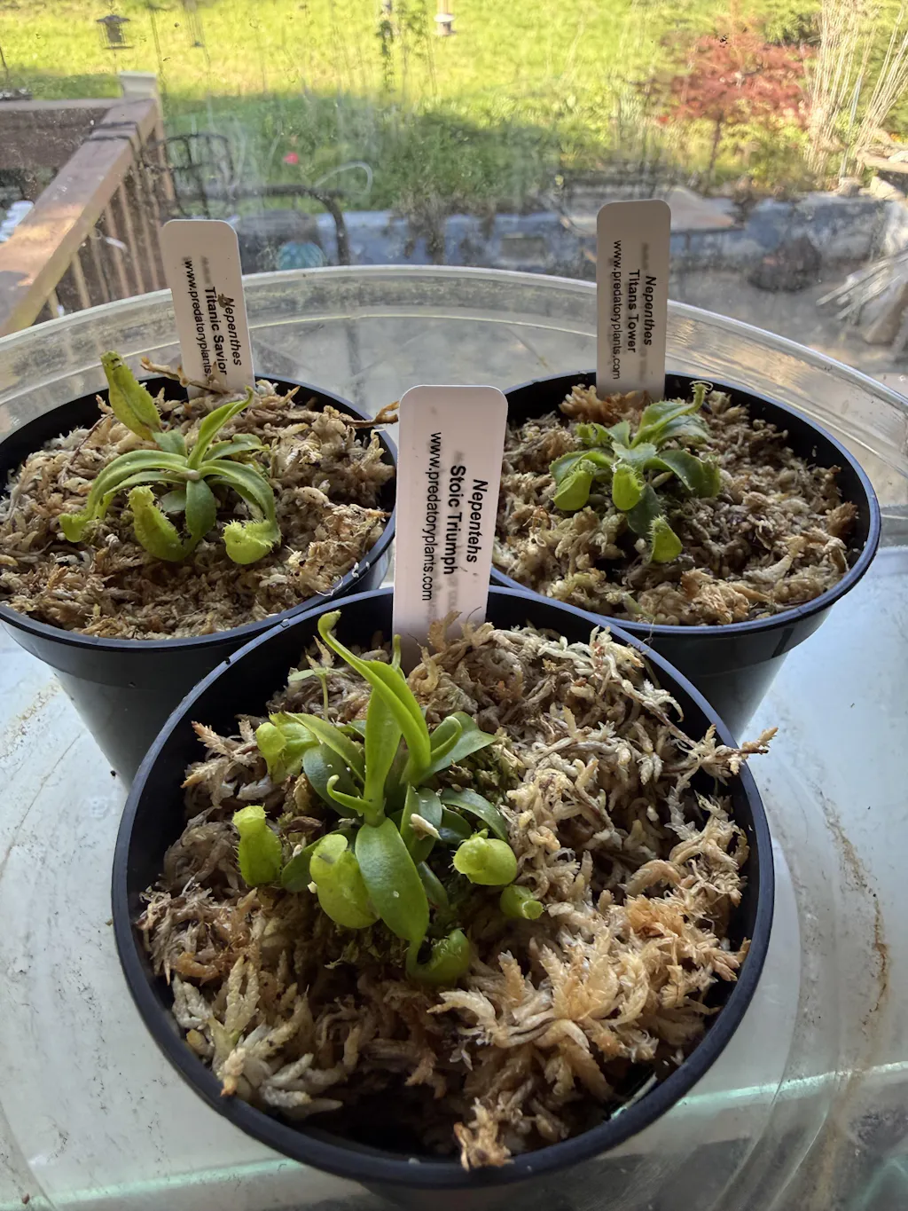 Nepenthes Grab-Bag