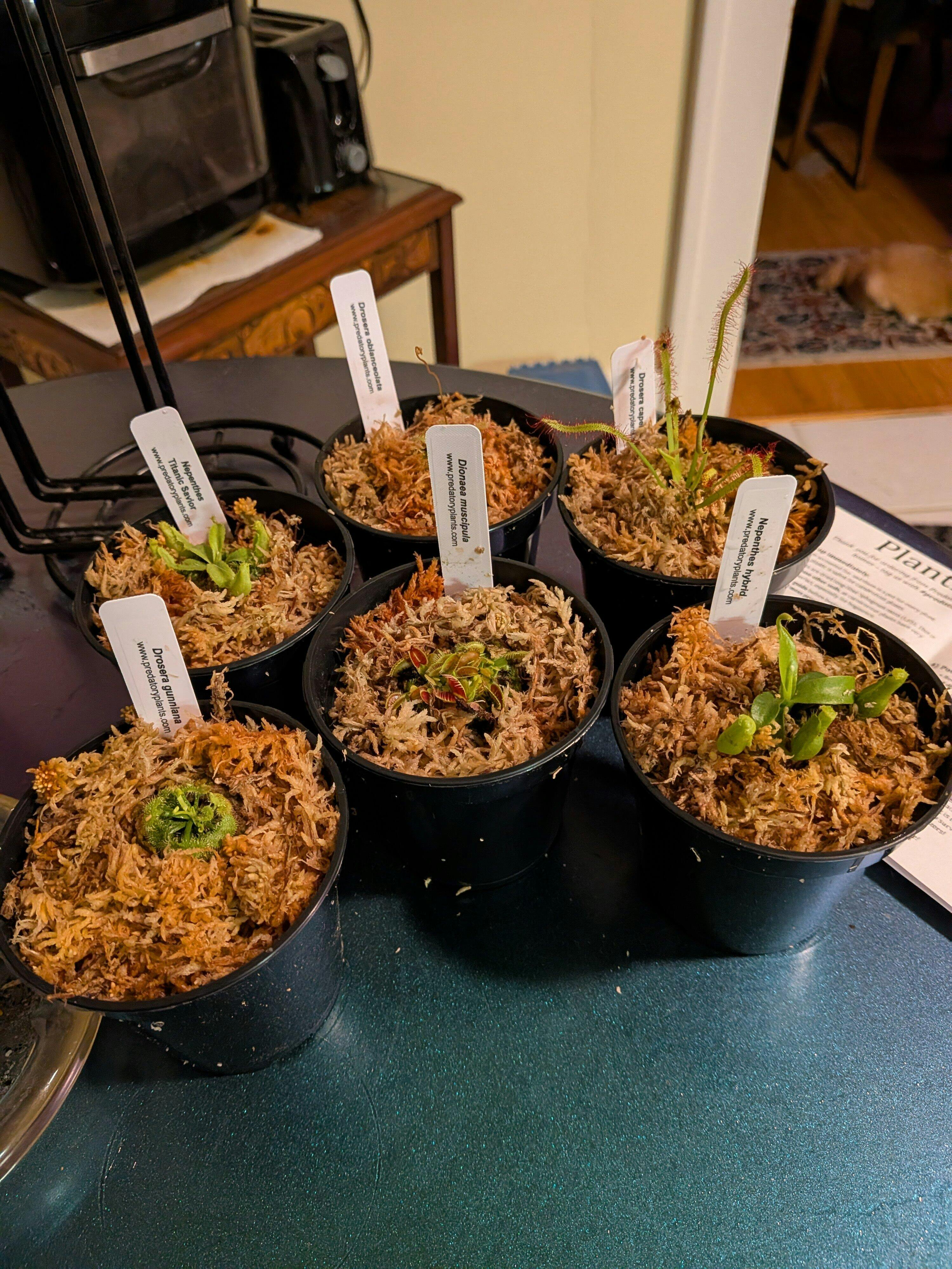 Carnivorous Plant Beginner Collection | Live Carnivorous Plants