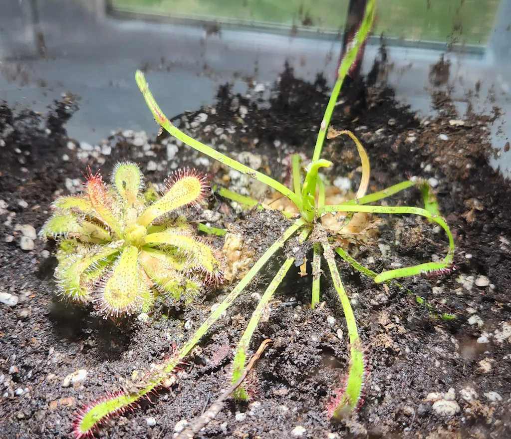 plant crassula ovata Crassula ovata
