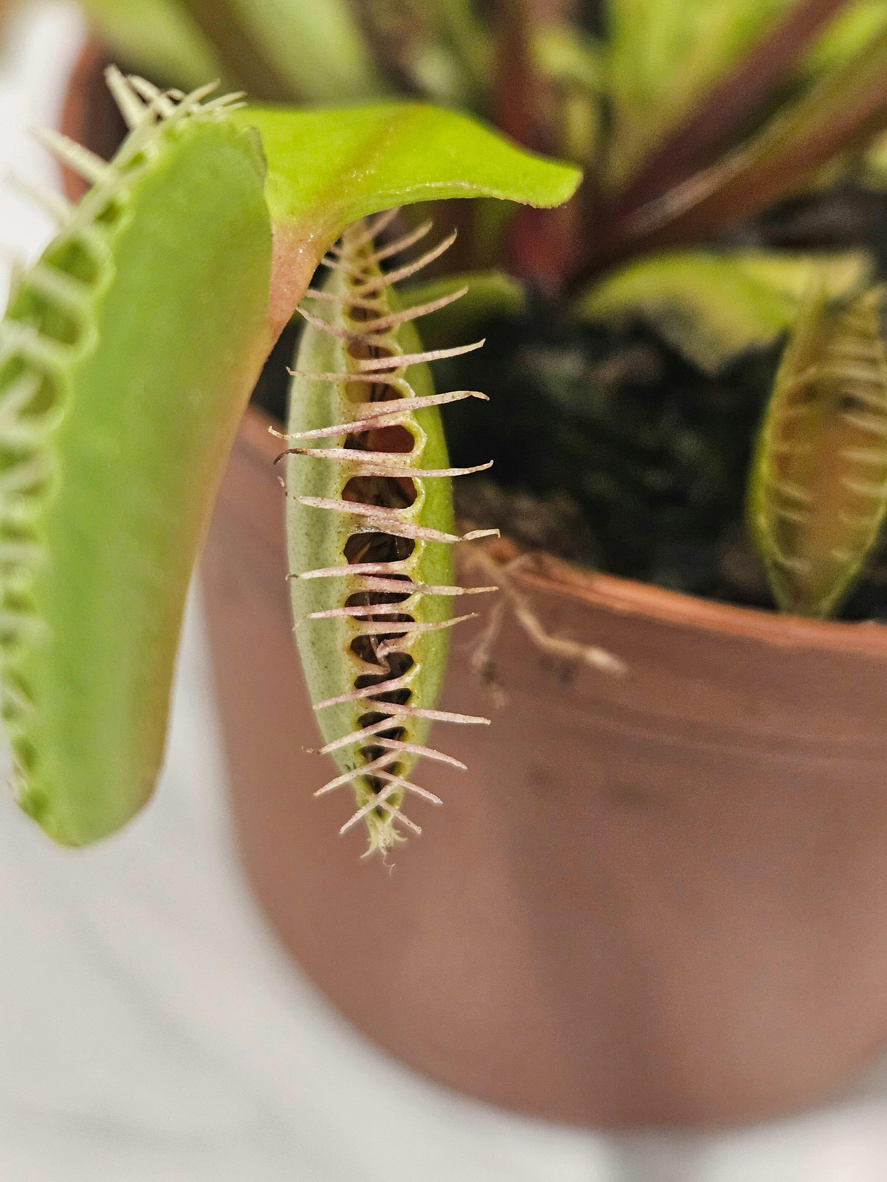 Free Promotional Tropical Pitcher Plant - XS