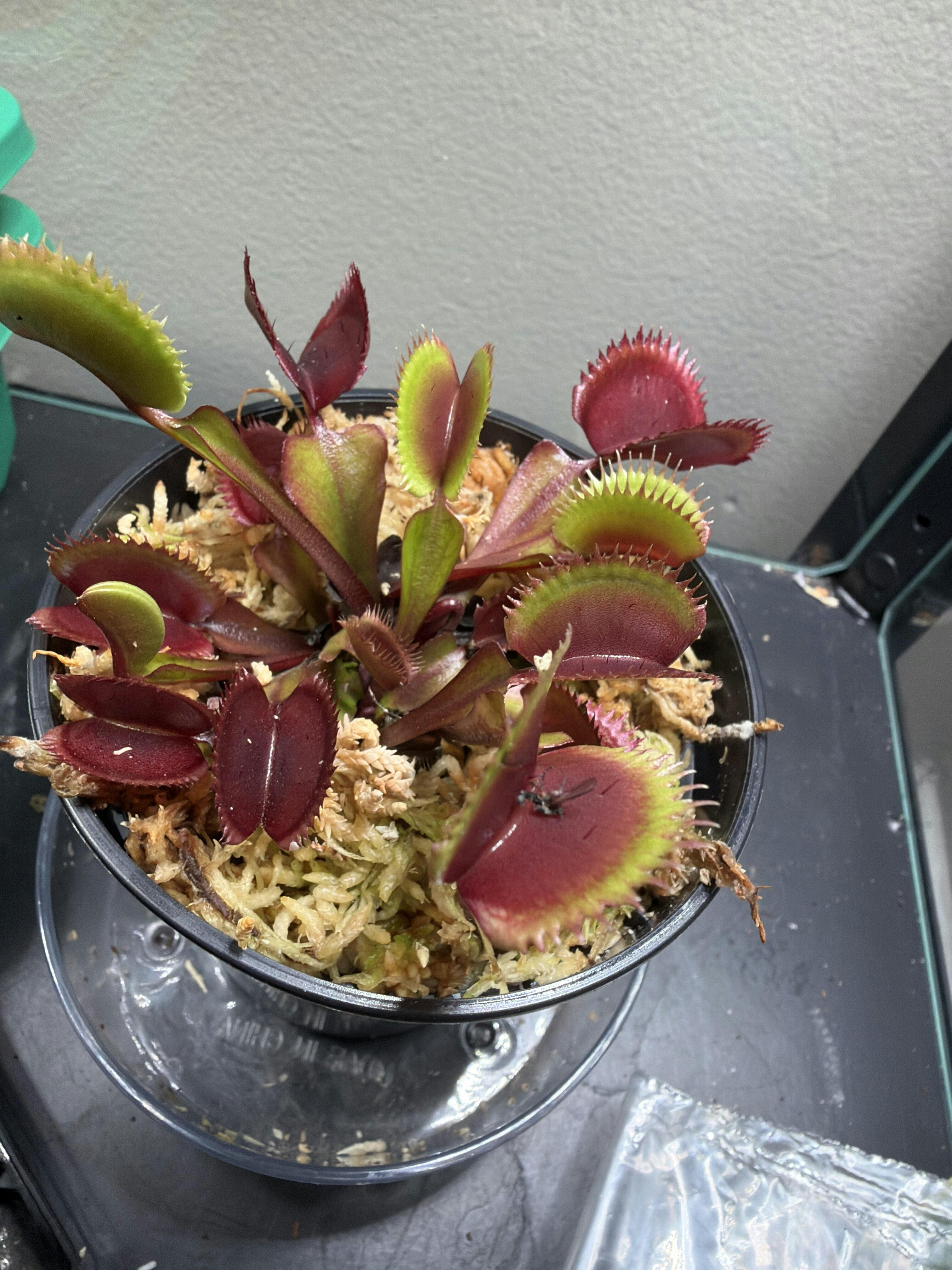 Venus Flytrap 'Red Piranha'