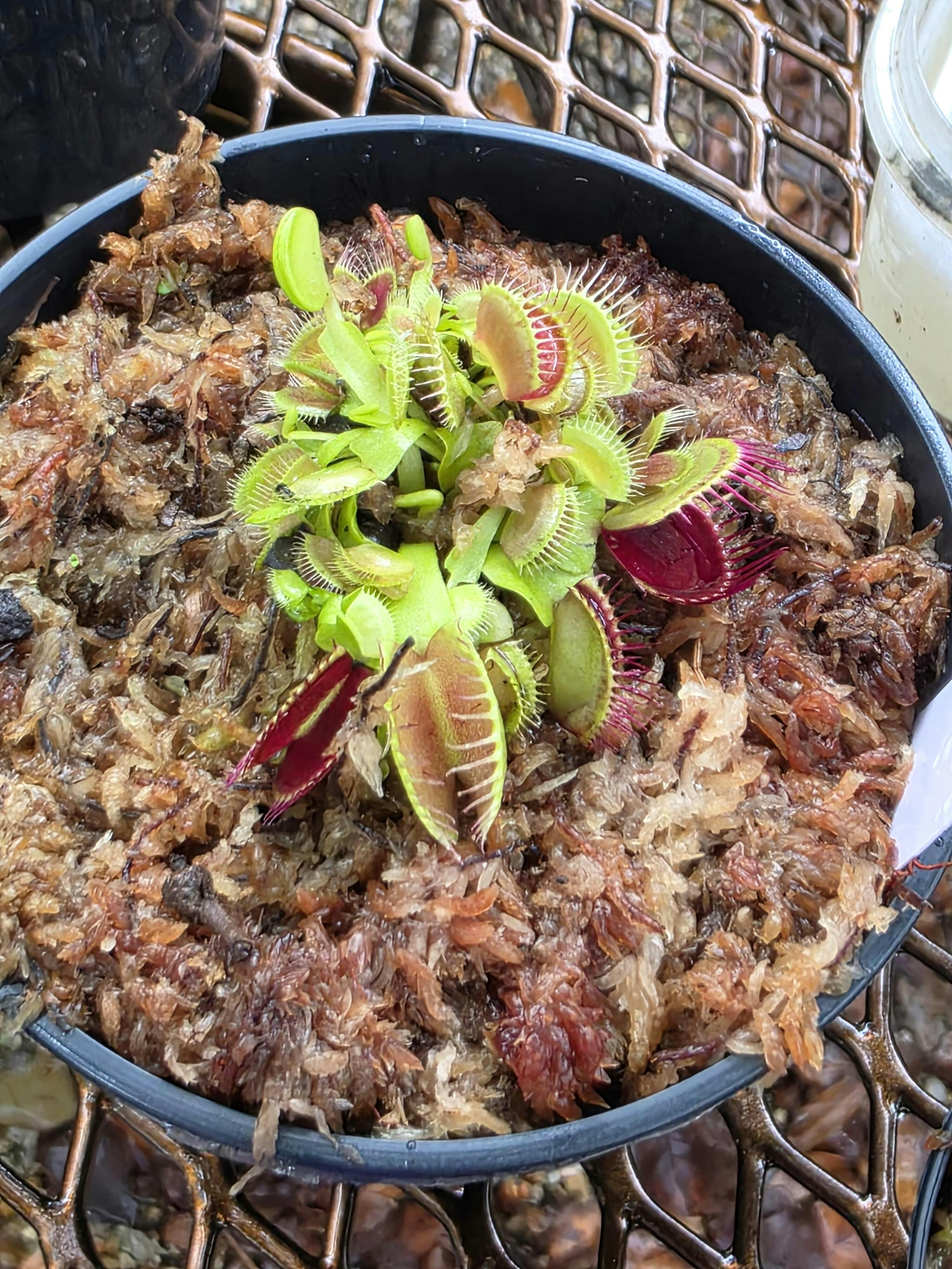 B52 Venus Fly Trap For Sale | Buy Venus Flytrap For Sale | Dionaea