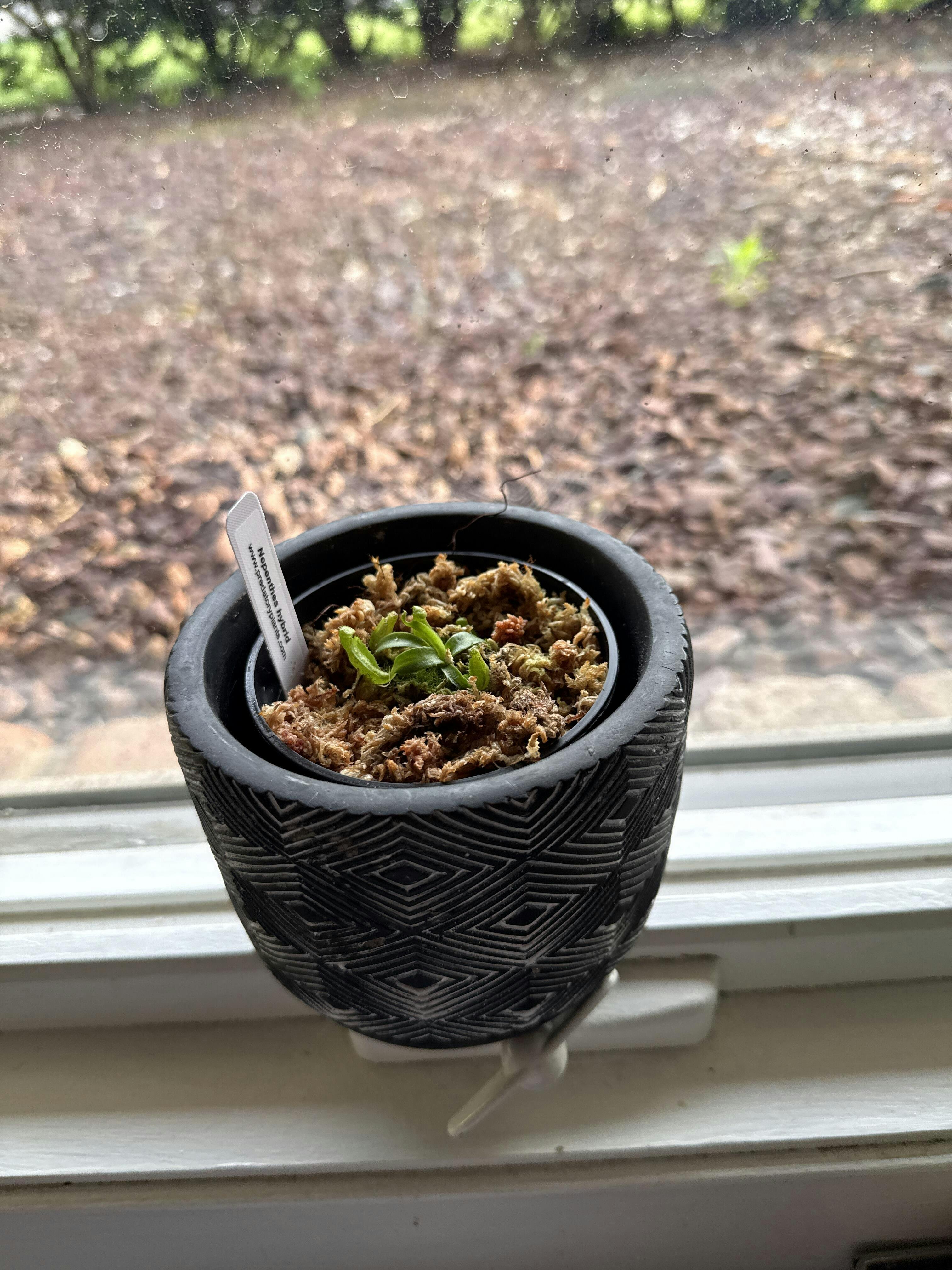 Free Promotional Tropical Pitcher Plant - XS