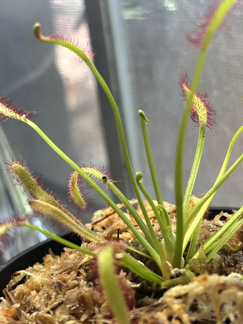 flaming sword plant Flaming Sword Plant