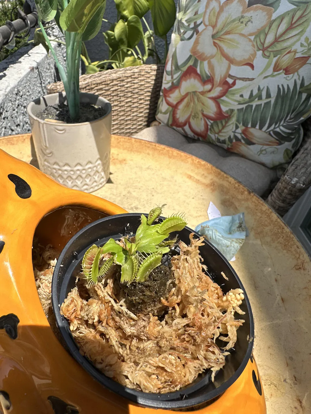 Venus Fly Trap 'Big Mouth' | Buy Venus Flytrap For Sale | Dionaea