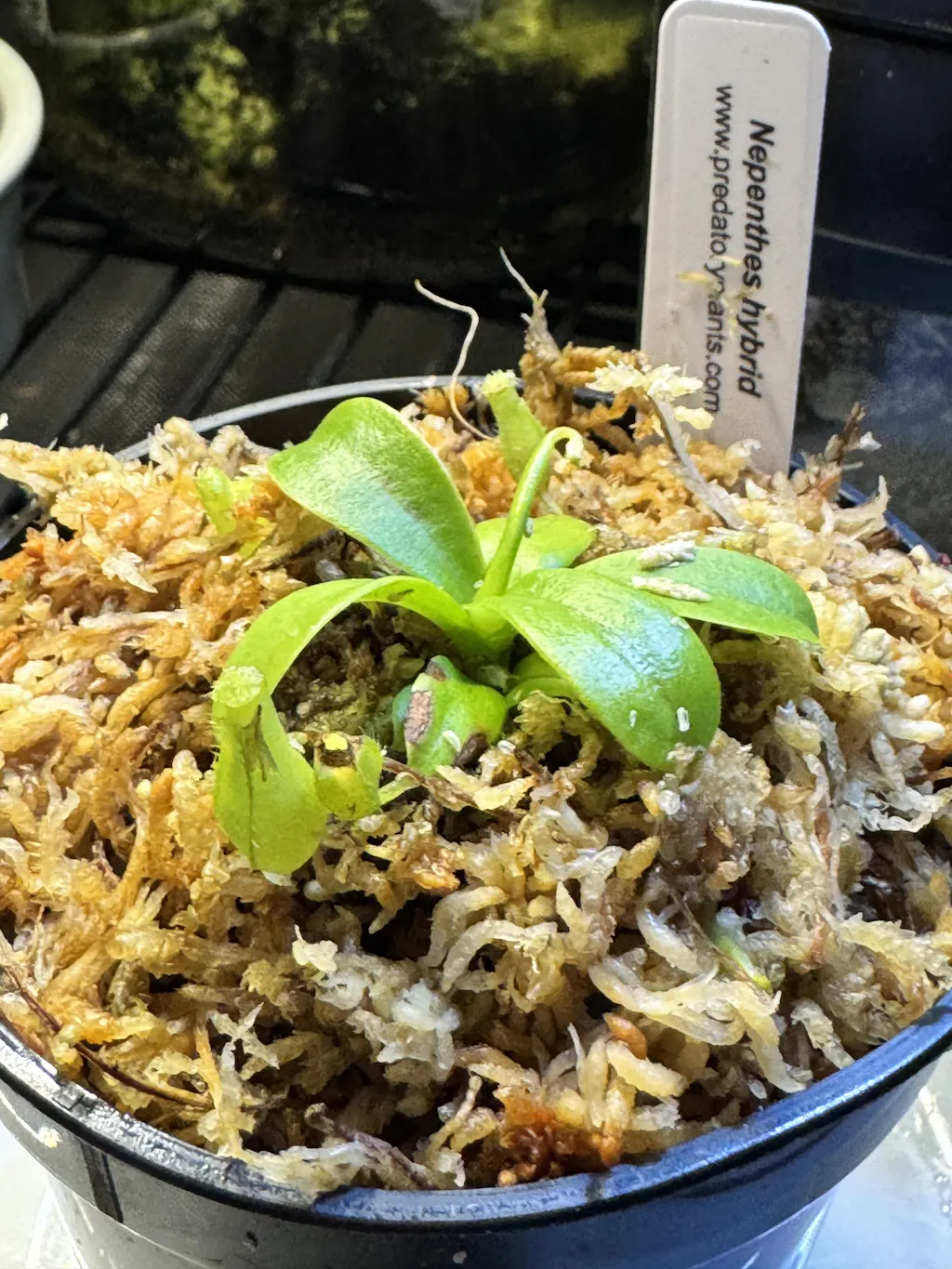 Free Promotional Tropical Pitcher Plant - XS