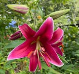 Prepa Pizza Dough Making Kit