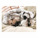 CRISPY WHITE LIGHTROOM PRESETS