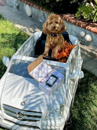 Cedar & Patchouli Dog Perfume