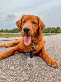 Amber Vanilla Dog Perfume