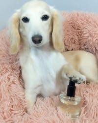 Amber Vanilla Dog Perfume