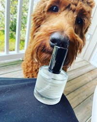 Amber Vanilla Dog Perfume