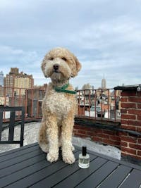 Cedar & Patchouli Dog Perfume
