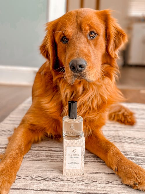 Preshies Dog Perfume 100 Natural Dog Beauty