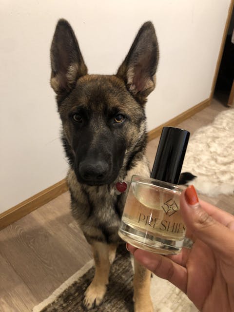 Amber Vanilla Dog Perfume