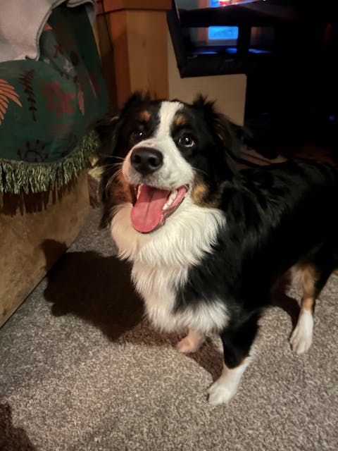 Cedar & Patchouli Dog Perfume