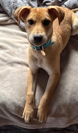 Sky Blue - Original Collar