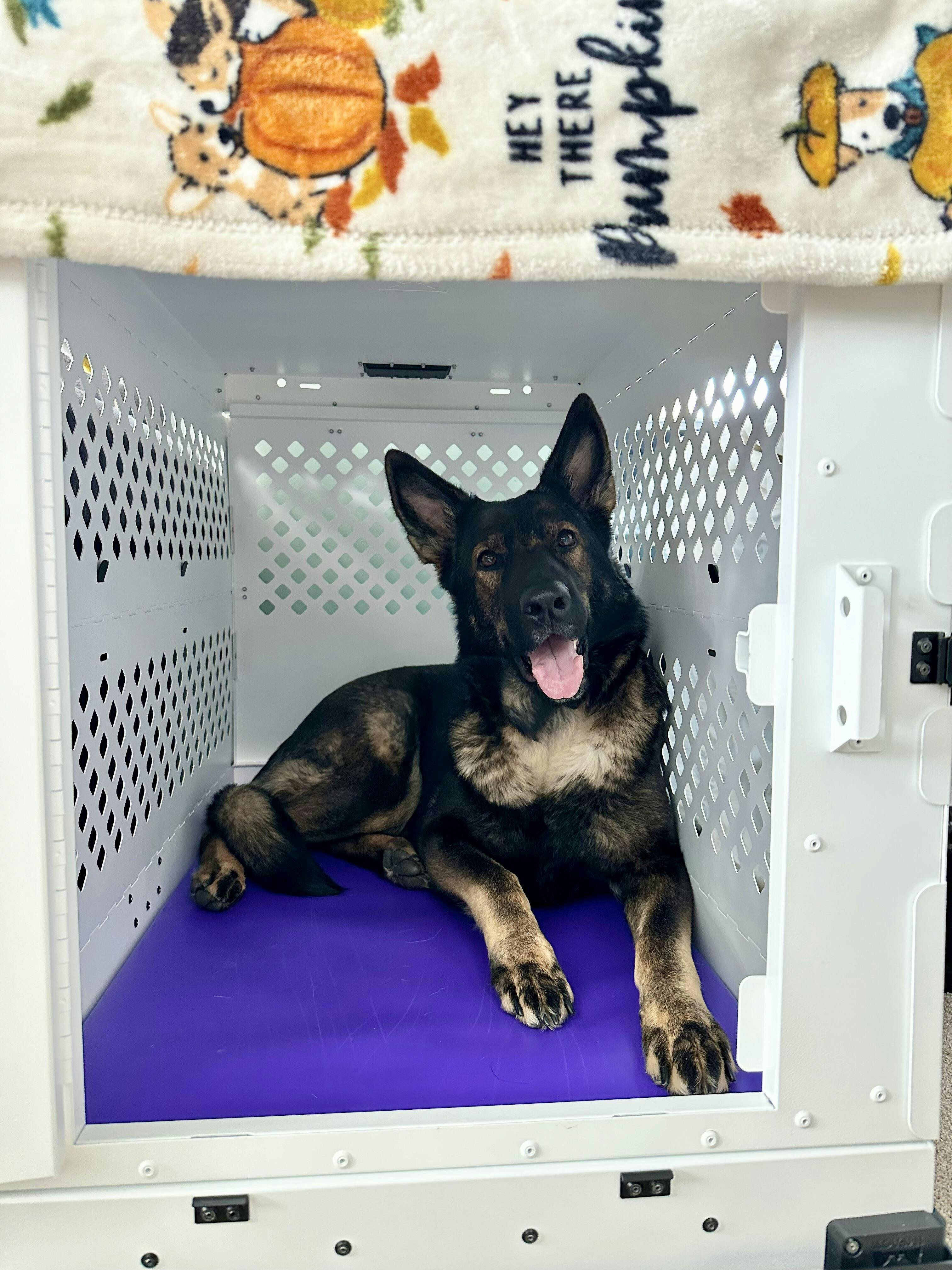 Impact Crate Pads Primo Pads