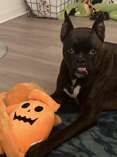 Watercolor Pet From Photo - Personalized Customized Canvas / Poster