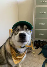 User picture