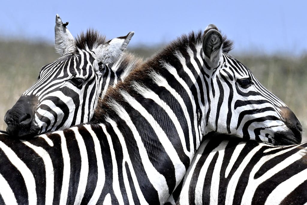 A47 Replacement Panning Knob for GKJr Katana Pro