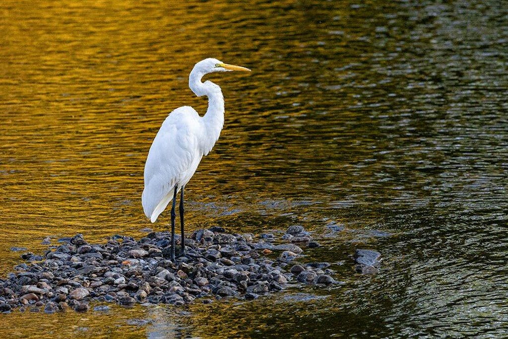 GKJG Katana Pro Telephoto Lens Gimbal Head Green Kevin Dooley Safari Edition