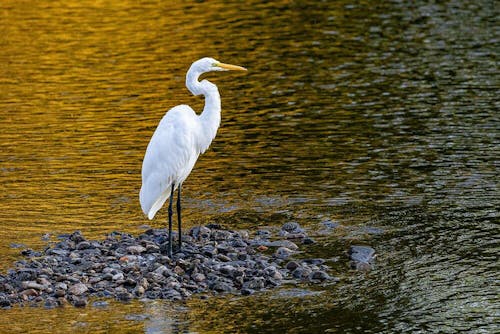 GKJG Katana Pro Telephoto Lens Gimbal Head Green Kevin Dooley Safari Edition