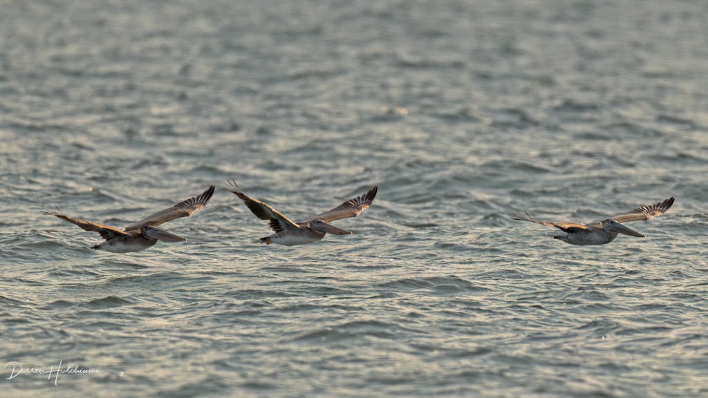 GKJr. Katana Pro Gimbal Tripod Head