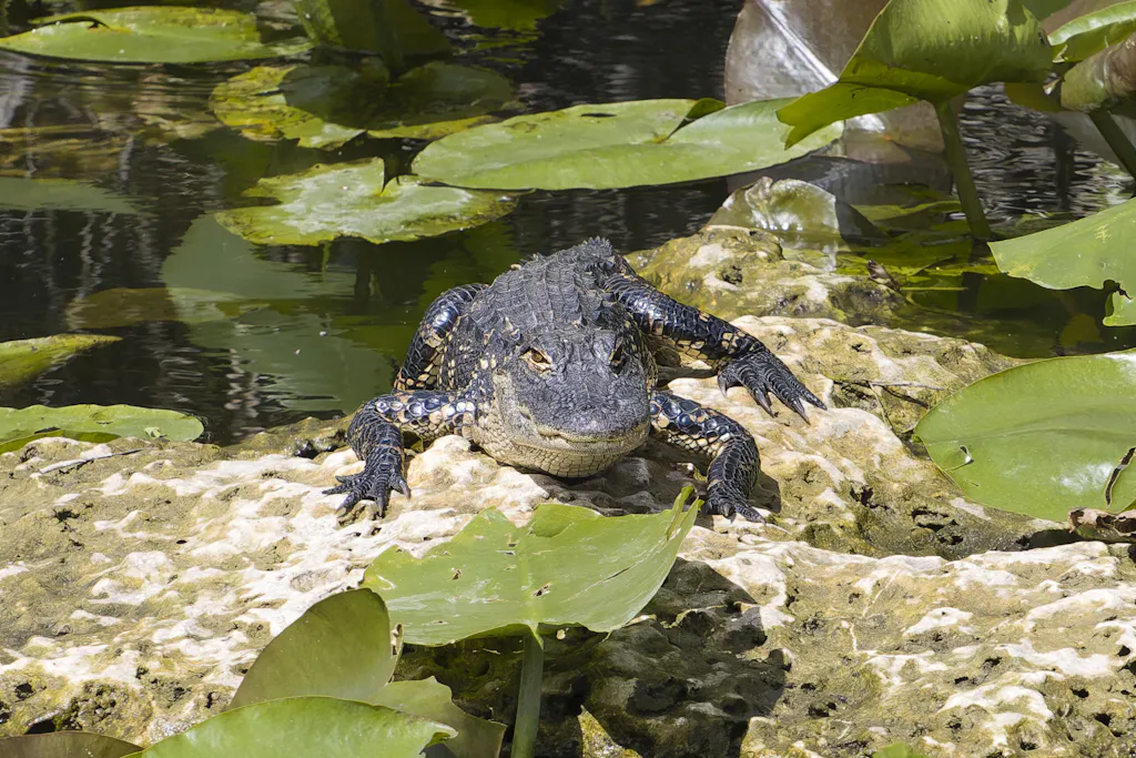 SS2 to QD Exchange Program