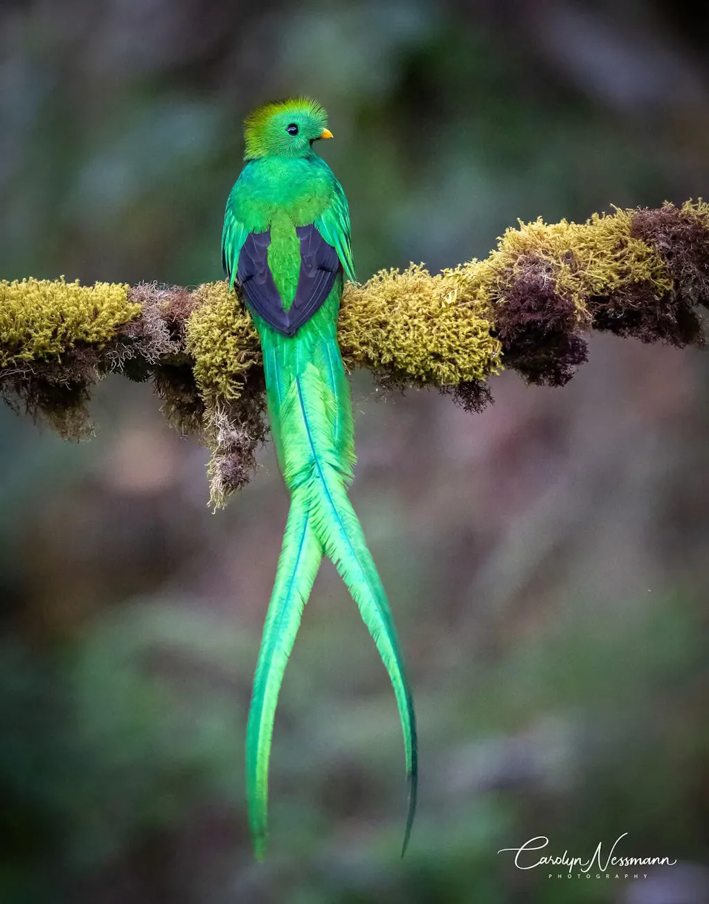 TR344 Carbon Fiber Tripod | 4 sections 59" height