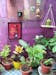 Wall Hanging Shelf - Single