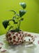 Planter - Giraffe