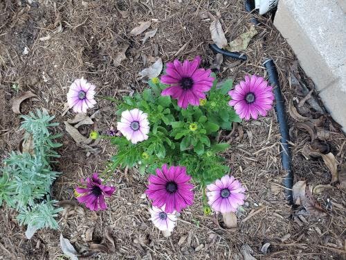 Proven Winners African Daisy