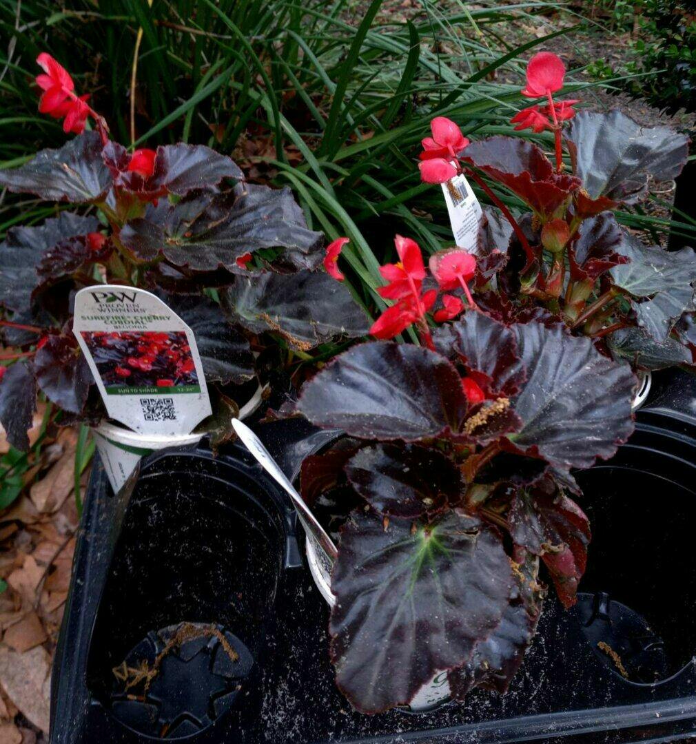 Begonia | Surefire® Cherry Cordial™ | Proven Winners® Annuals