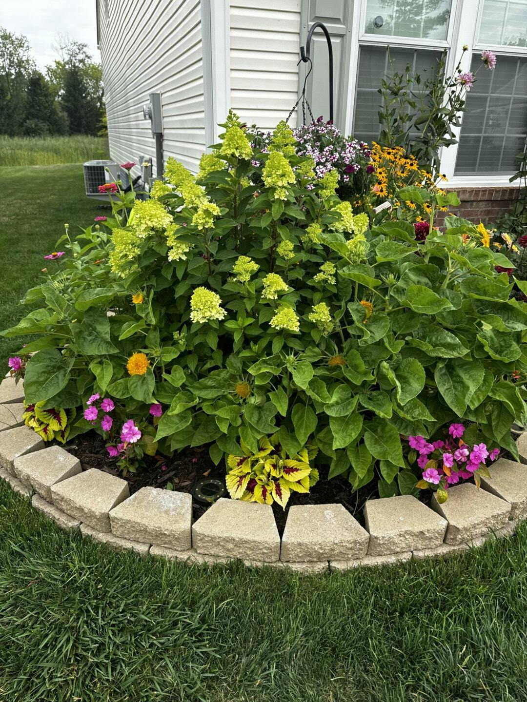 Proven Winners Little Lime Panicle Hydrangea