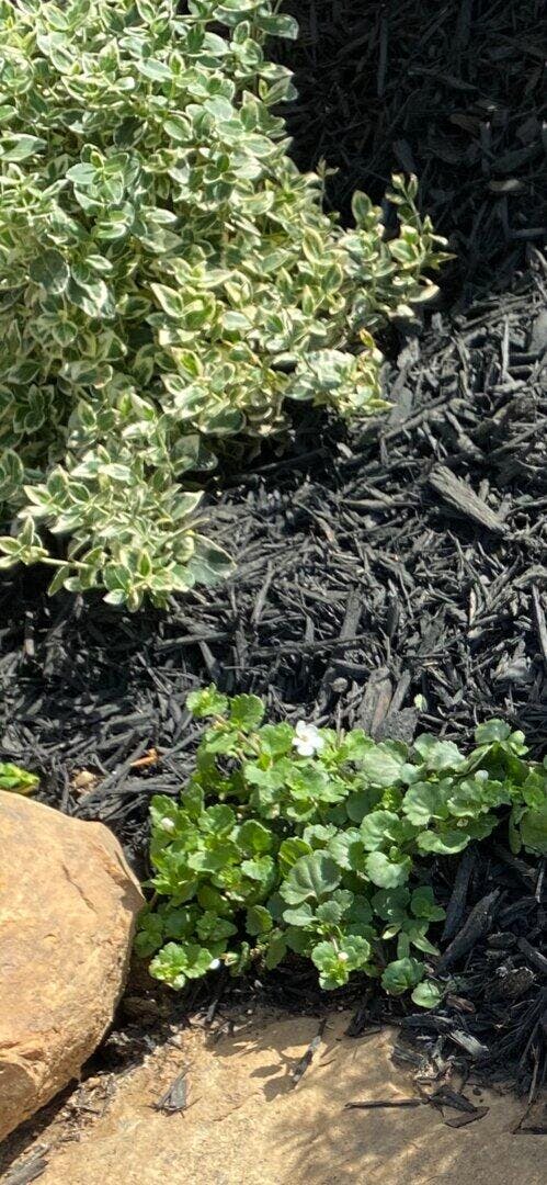 Proven Winners Bacopa - Thumbnail 2