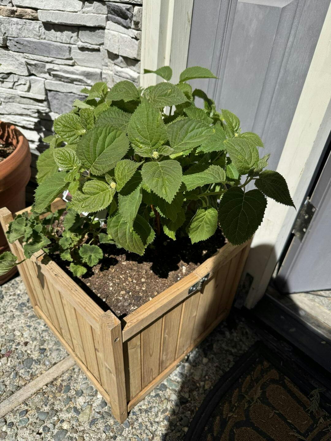 Proven Winners Invincibelle Wee White Hydrangea - Thumbnail 2