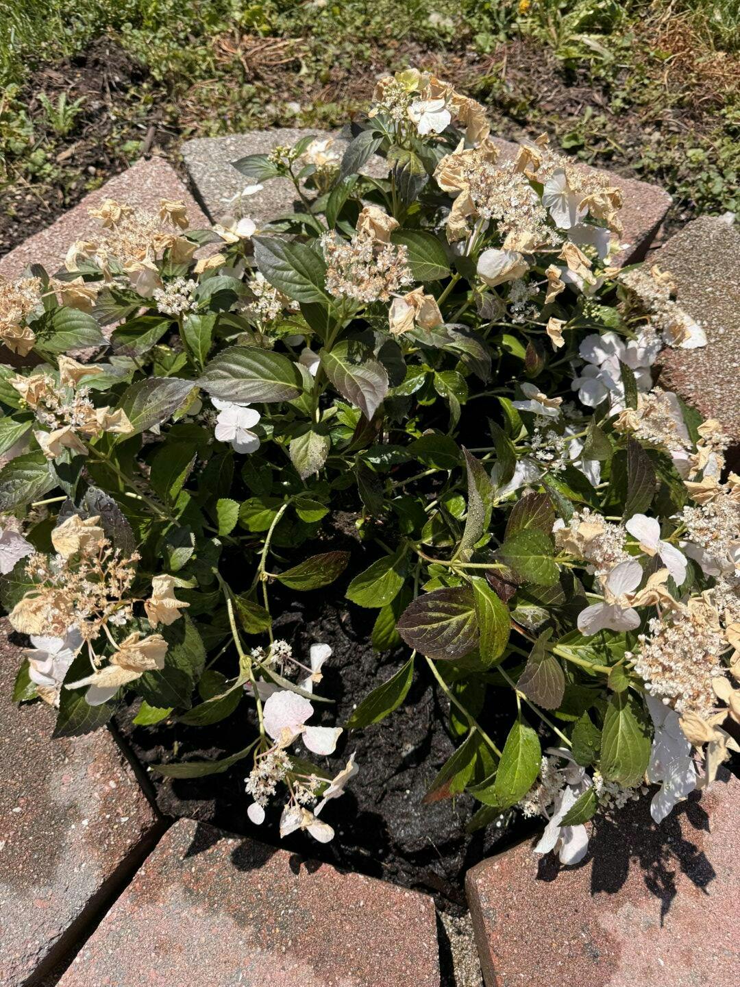 Proven Winners Fairytrail Bride Cascade Hydrangea - Thumbnail 5