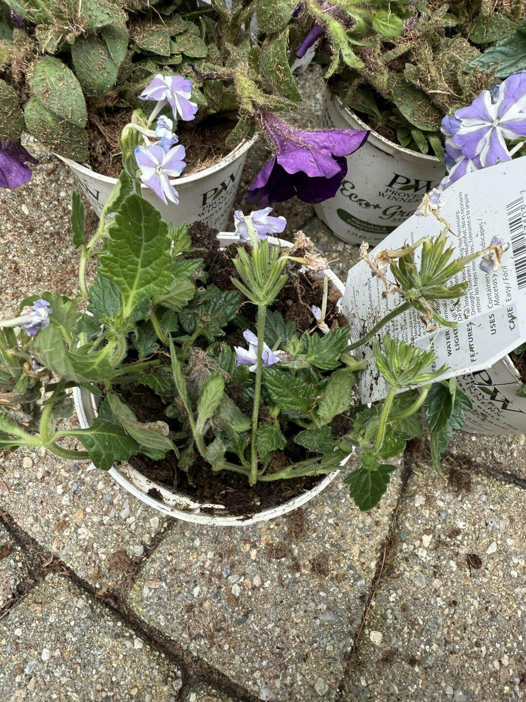 Verbena | Superbena® Stormburst | Proven Winners® Annuals – Proven