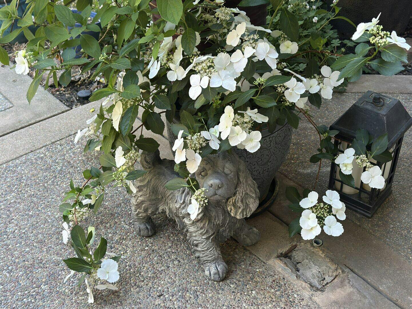 Proven Winners Fairytrail Bride Cascade Hydrangea - Thumbnail 3