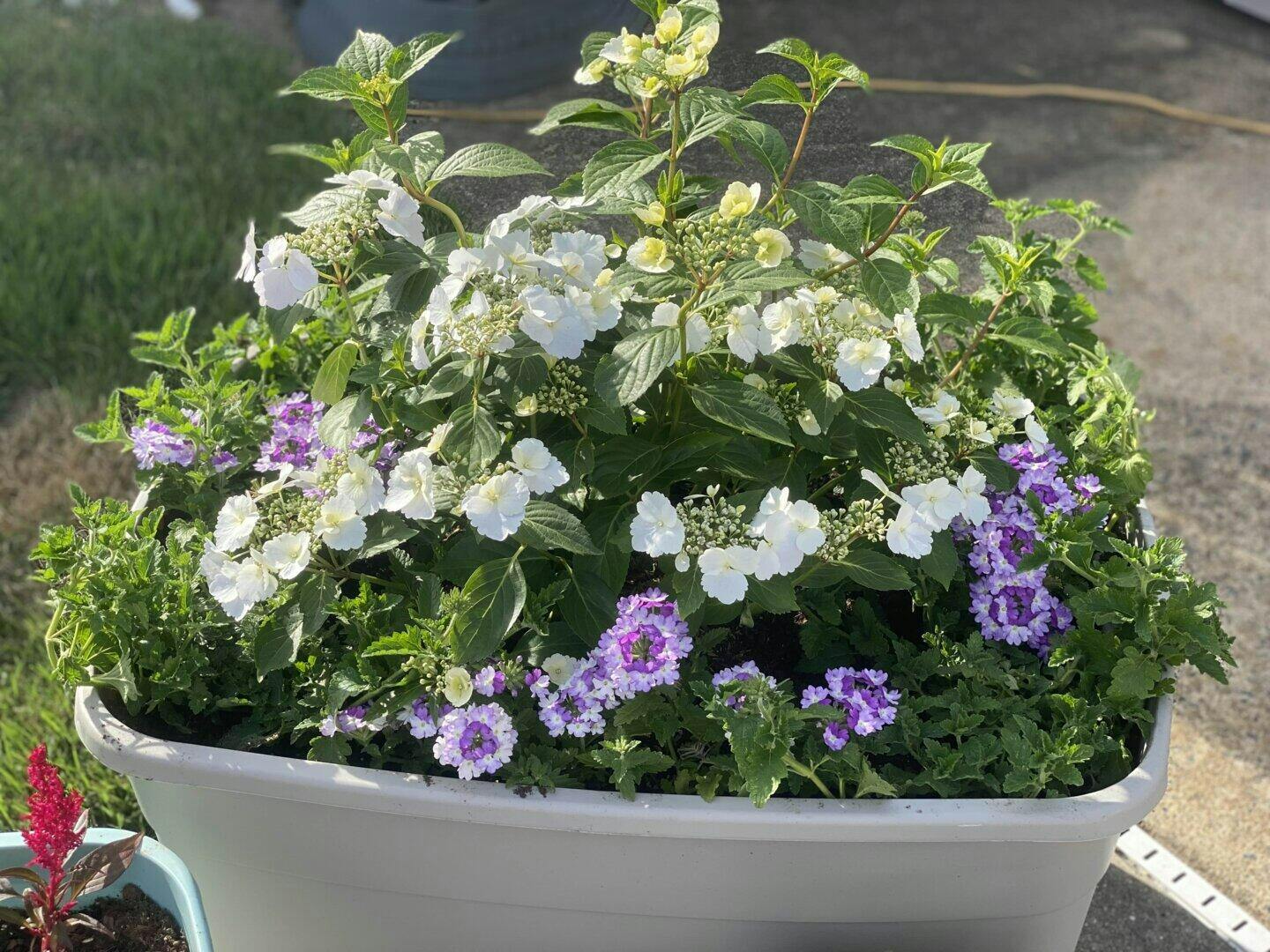 Proven Winners Fairytrail Bride Cascade Hydrangea