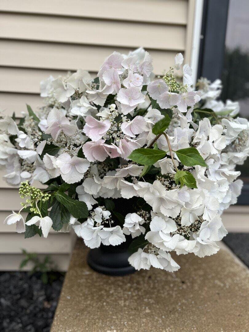 Proven Winners Fairytrail Bride Cascade Hydrangea - Thumbnail 2