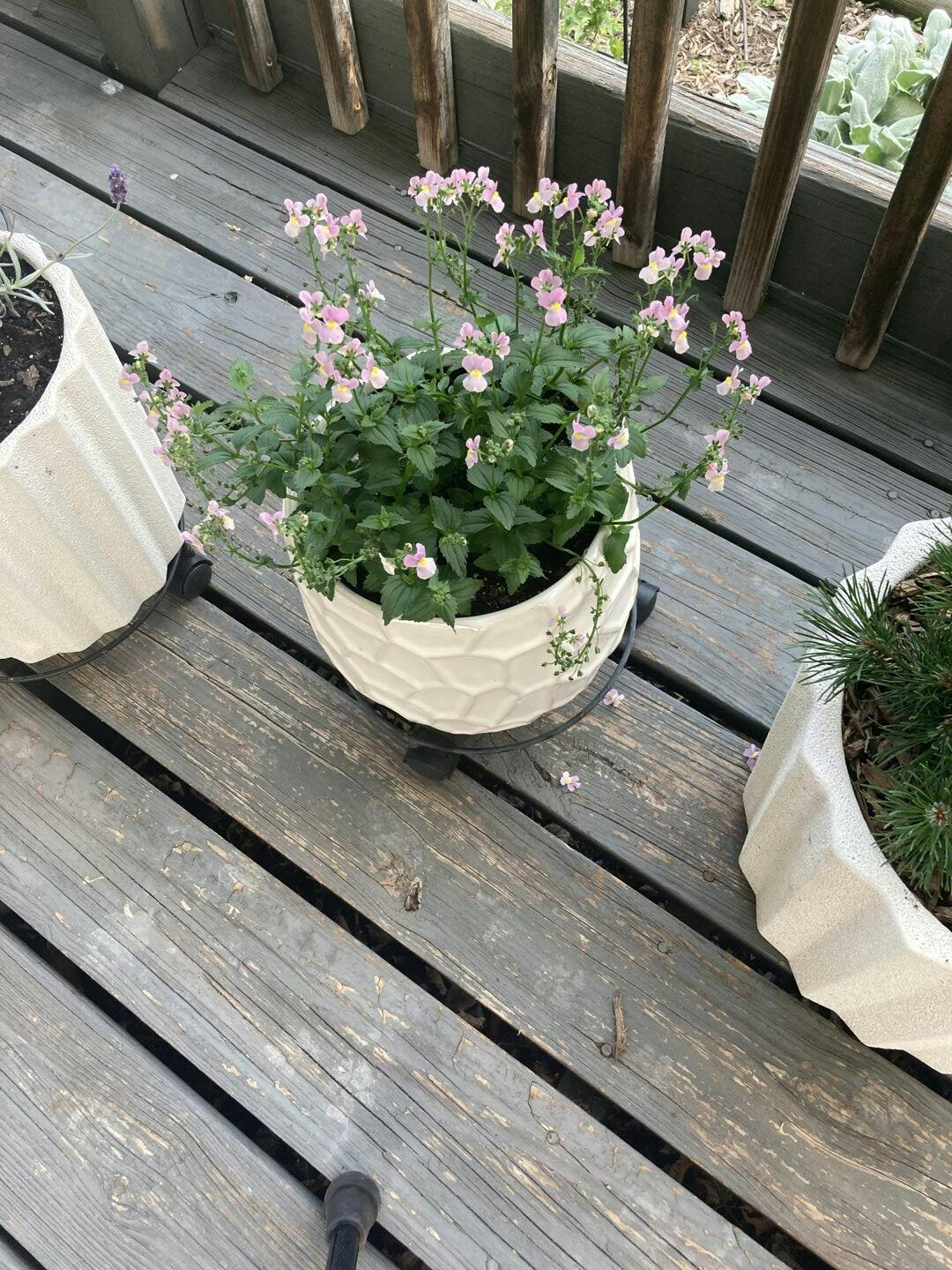 Nemesia | Aromance® Pink | Proven Winners® Annuals – Proven