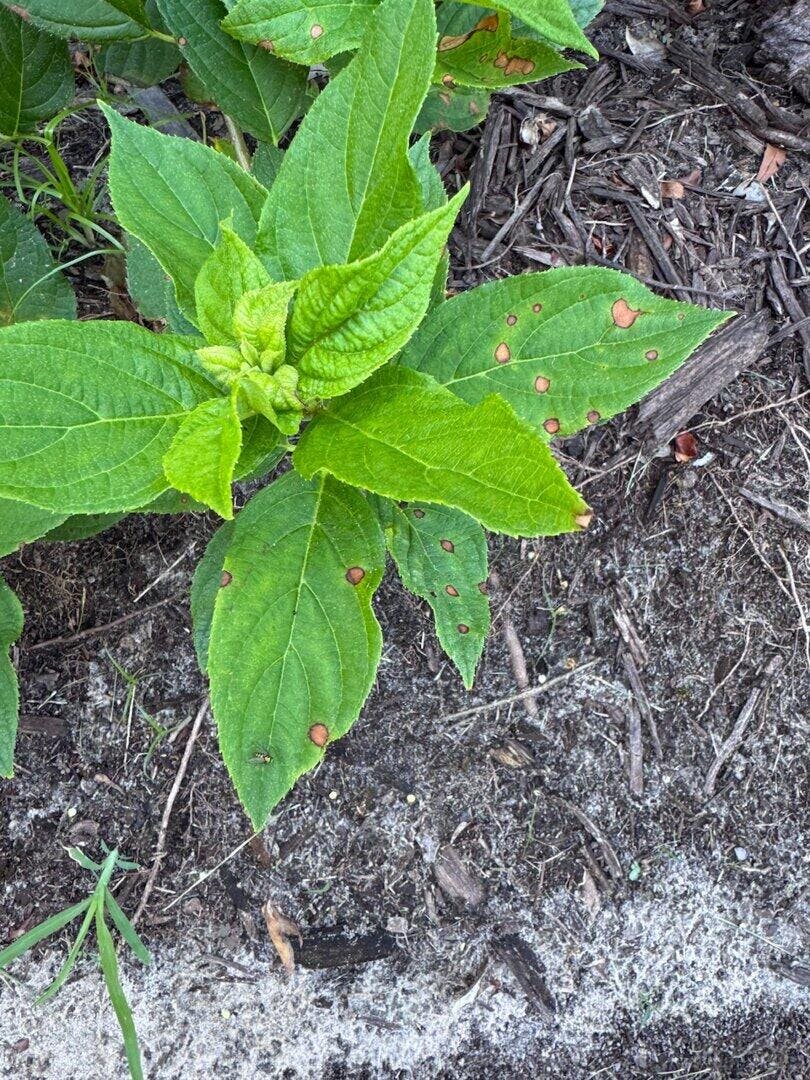 Proven Winners Limelight Prime Panicle Hydrangea - Thumbnail 3