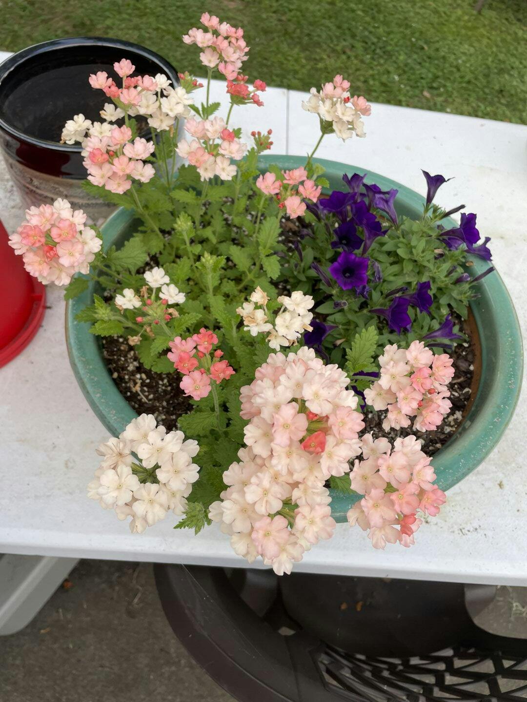 Verbena | Superbena® Peachy Keen | Proven Winners® Annuals